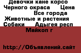 Девочки кане корсо. Черного окраса.  › Цена ­ 65 000 - Все города Животные и растения » Собаки   . Адыгея респ.,Майкоп г.